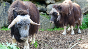 Pižmoň se vrátil do olomoucké zoologické zahrady