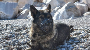 Místo silniční kontroly utekl. Našel ho policejní pes Xar