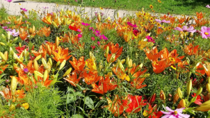 Olomoucké centrum i parky rozkvétají