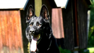 Umpalumpa vypátral pohřešovanou seniorku z Olomouce