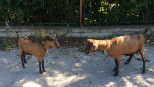 Kozy v letňáku čekali na uklizení kotce