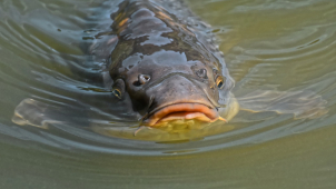 Policisté zachránili život prodejci ryb v Prostějově
