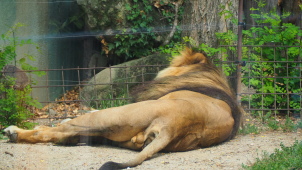 Smutná zpráva! Lev Šimon, král olomoucké zoo, dnes uhynul