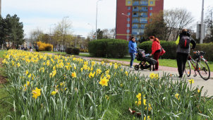 Pestré květinové koberce zaplaví Přerov