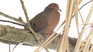 Nejvzácnějším tvorem v Zoo Olomouc je teď unikátní hrdlička