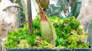 Masožravá rostlina objevená českými vědci je poprvé k vidění!