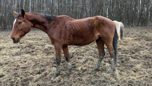Podvyživení a nemocní koně v Jeseníkách. Musela přijet policie i veterináři