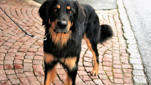 Sousedka štěkala a vrčela. Neshody řešili strážníci