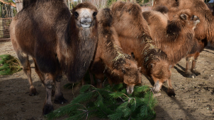 Přijďte do zoo i koncem roku, otevřeno je denně