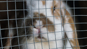 Osudová králíkárna aneb muži jsou obětí matriarchálního teroru