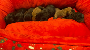 Nepřežili. Sedm malých tvorů doplatilo na cynismus majitele