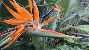 Dnes se otvírají skleníky na olomoucké Floře