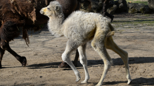 V olomoucké ZOO se narodilo velbloudě