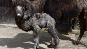 Zoo Olomouc slaví narození velbloudího mláděte