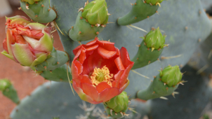 Ve sklenících na Floře vykvetly kaktusy