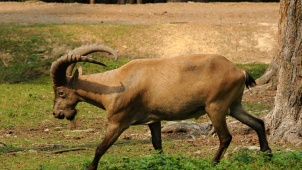 Všichni kozorožci už jsou zpátky v zoo