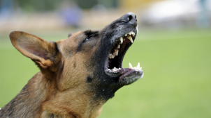 Opilec se psem napadal děti na Povelu