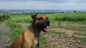 Přerovský magistrát přestane proplácet čipování psů