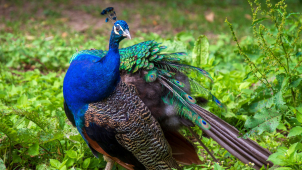 Páv terorizoval obyvatele ulice Františka Šantavého v Olomouci