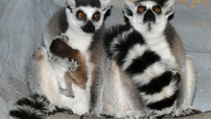 V olomoucké zoo mají dva nové přírůstky mezi lemury