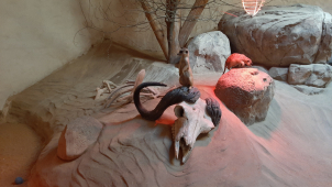 Olomoucká zoo žádá po státu povolení otevřít dřív