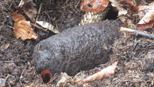 Muž mezi Kopečkem a Dolany našel granát