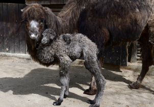 Zoo Olomouc slaví narození velbloudího mláděte