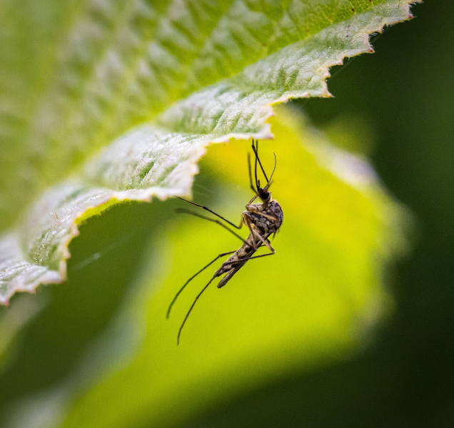 Po deštích trápí Litovelsko komáři