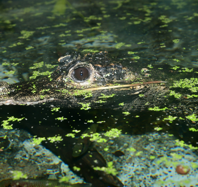 V olomoucké zoo přivítali malé krokodýly, podívejte se na ně