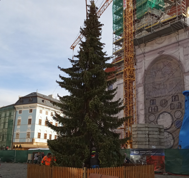 Vánoční smrk do Olomouce přijede v neděli