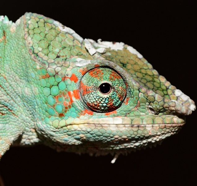 Olomoucká zoo láká na exotickou novinku! Chameleona pardálího