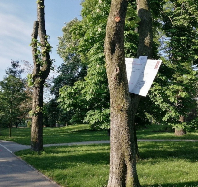 Olomoučtí strážníci na stromě v parku našli stavební povolení