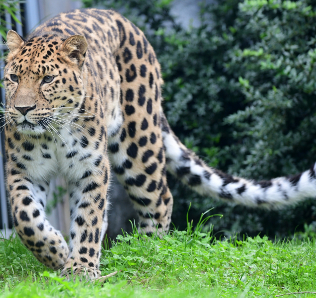 Samice levharta v olomoucké zoo se ukáže návštěvníkům