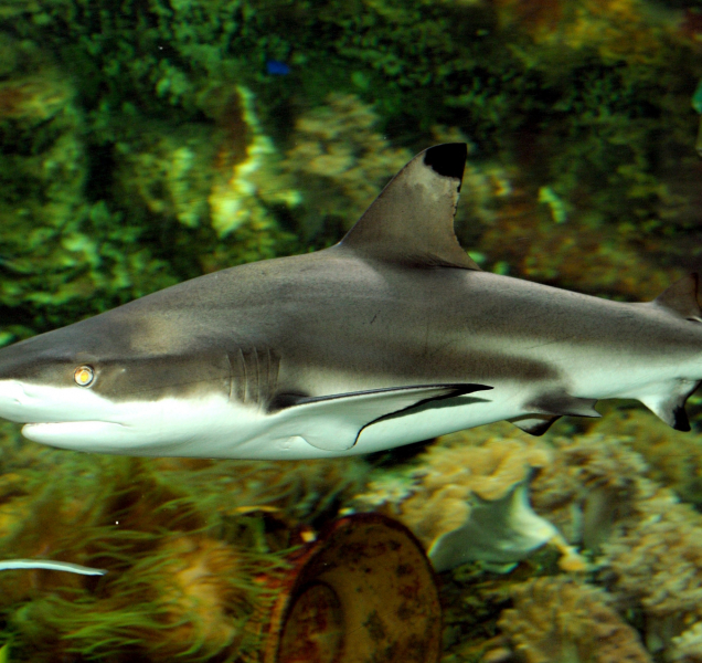 V olomoucké zoo uhynula samice žraloka černoploutvého