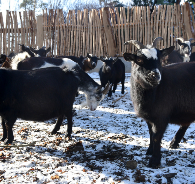 Zoo Olomouc: Kozy máme v novém, snad se budou návštěvníkům líbit