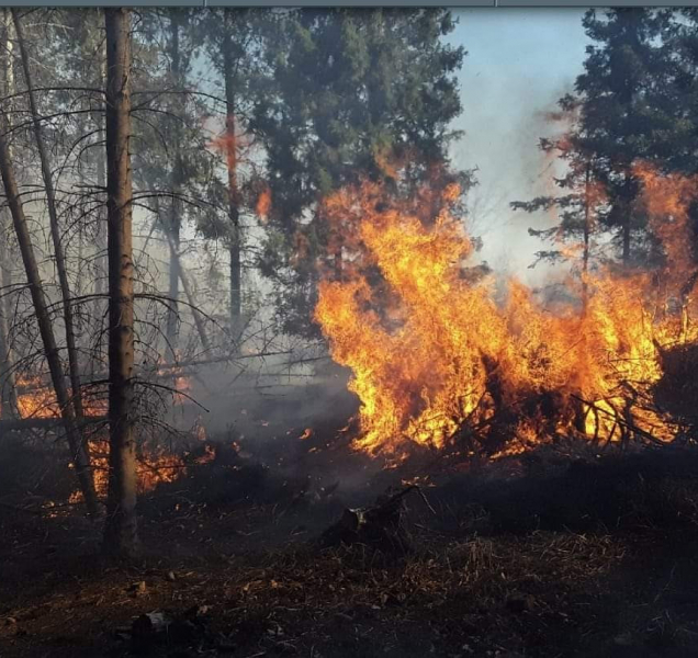 Mezi Pohořany a Jívovou hoří les, situaci komplikuje vítr