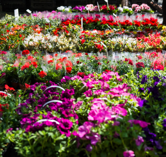 Bude Flora, myslete na to při dopravě