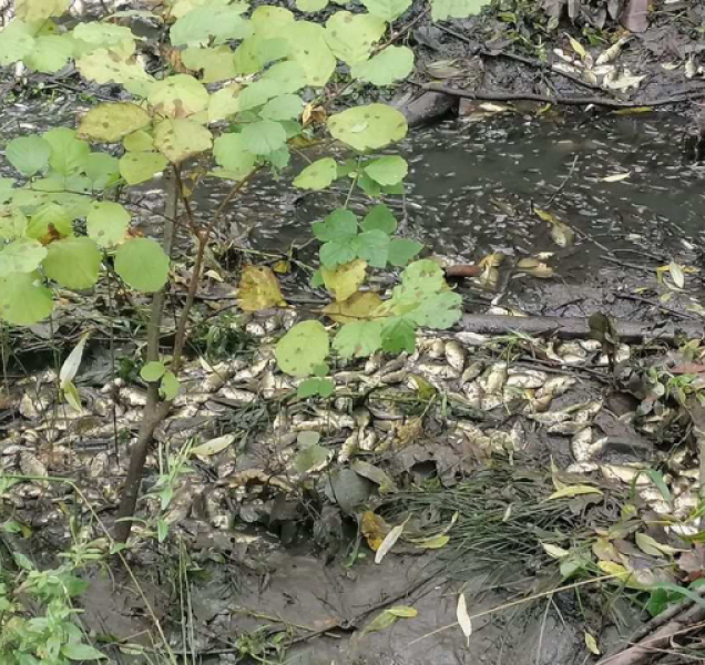 Vandal vypustil chovný rybník. Škoda na rybách 400 tis. Kč