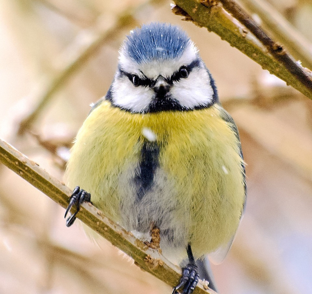 Sčítání ptáků, výstava budek i rady, jak a co jim v zimě pomáhá