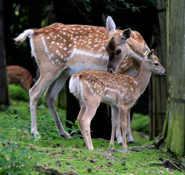 V zoo se narodili velmi vzácní daňci mezopotámští
