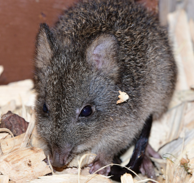 Prapředci klokanů vyvedli v olomoucké zoo mládě