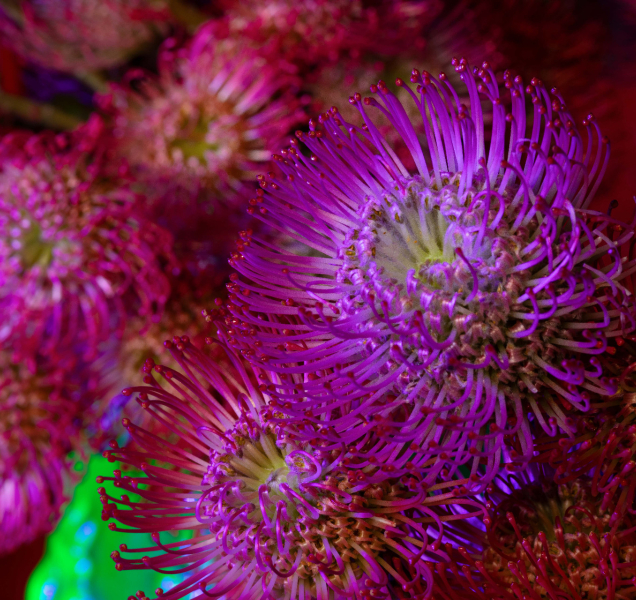 Flora přináší fascinující propojení floristiky, umění a techniky