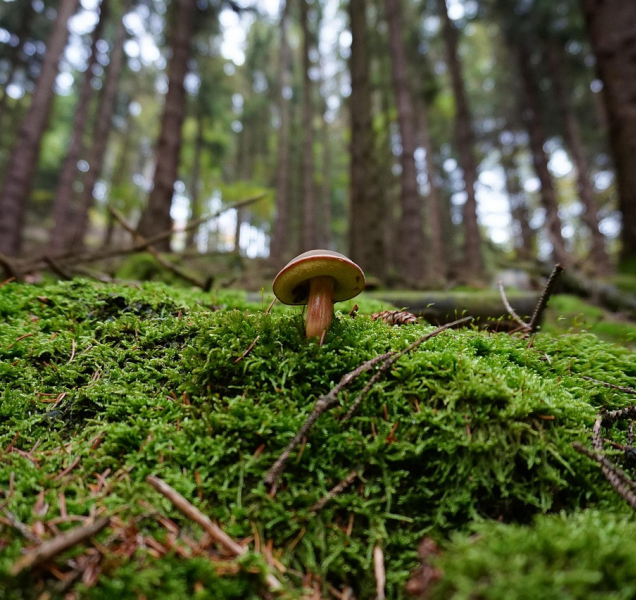Pátrání po ztraceném houbaři na Prostějovsku skončilo šťastně