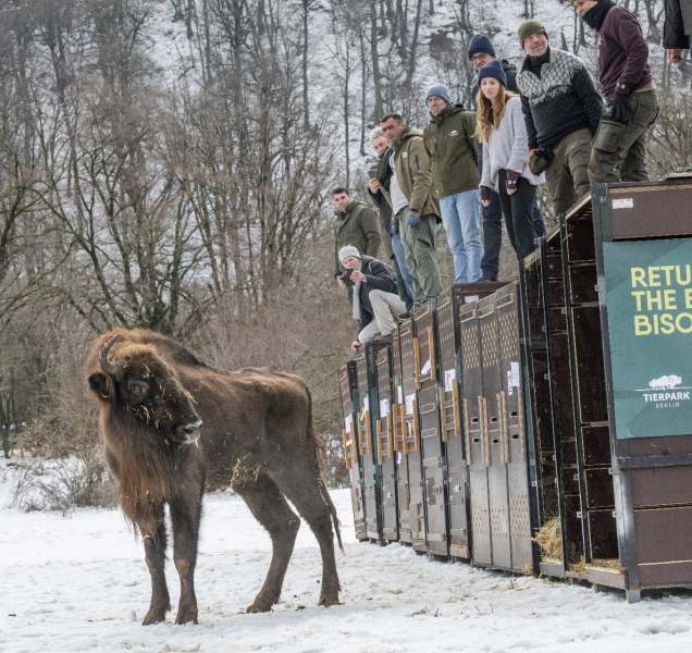 Zubři ze Zoo Olomouc pomáhají návratu druhu do přírody
