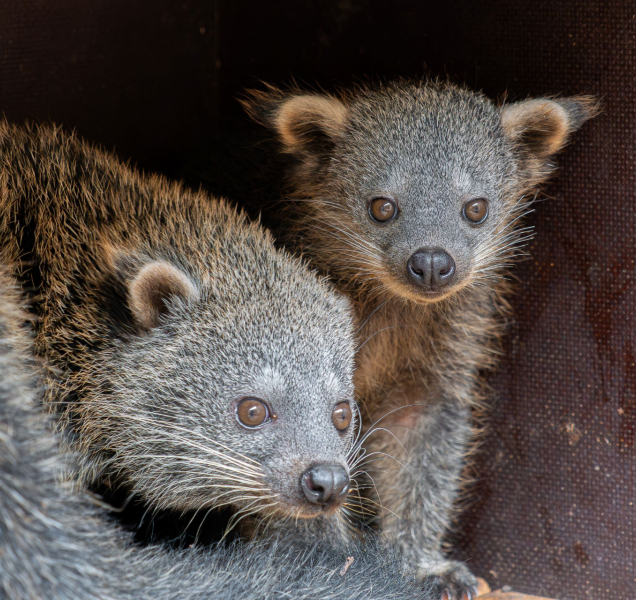 Bearcat čili medvědokočka má další mládě