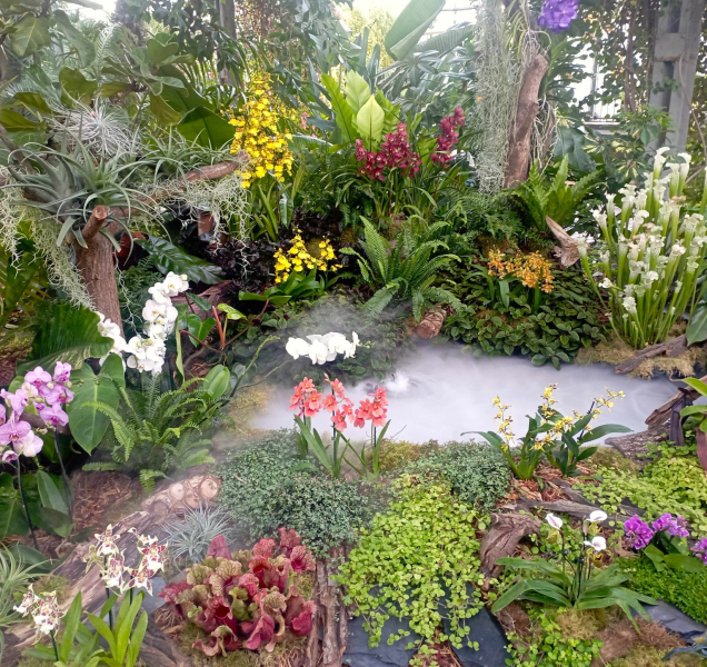 Klenoty pralesa: nově objevené orchideje i černé masožravky