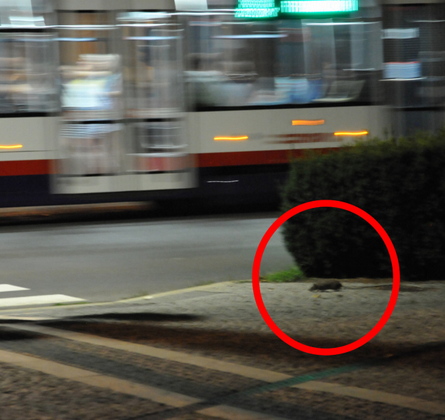 Olomoucké přednádraží zamořili přemnožení potkani