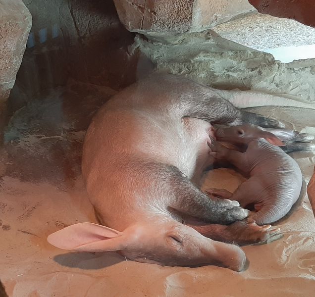 ZOO Olomouc přivítala na svět malého hrabáče