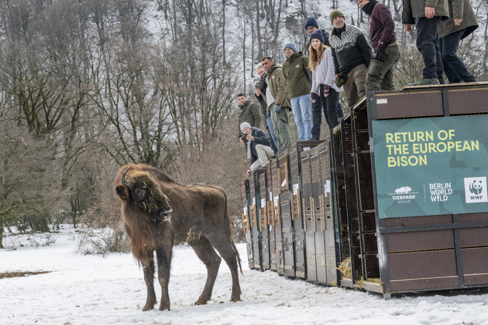 Zubři ze Zoo Olomouc pomáhají návratu druhu do přírody