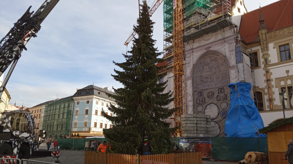 Strom pro olomoucké vánoční trhy už je na Horním náměstí